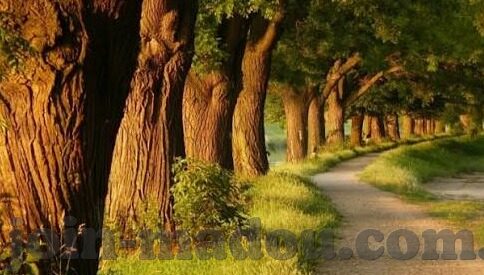 亚洲免费中文字幕免费视频-探索亚洲文化，免费中文字幕视频的魅力